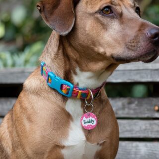 Designer Dog Collar and Leash